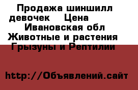 Продажа шиншилл (девочек) › Цена ­ 1 500 - Ивановская обл. Животные и растения » Грызуны и Рептилии   